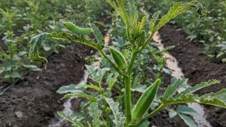 सब्जियों की खेती