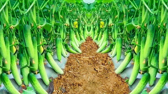 खीरे की खेती