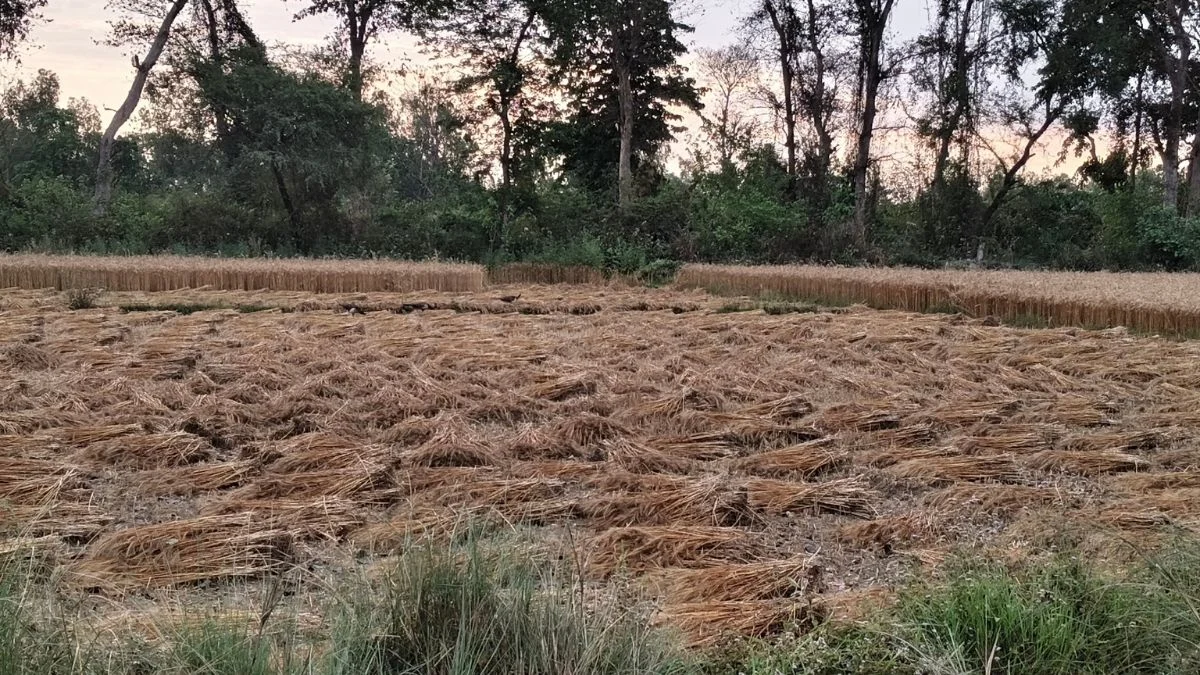 बारिश-आंधी से गेहूं की फसल बर्बाद, बाराबंकी के किसान पर टूटा संकट