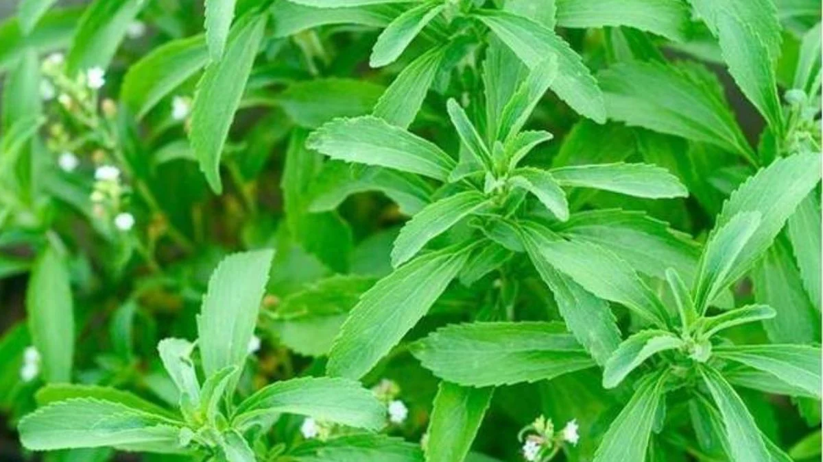 स्टीविया खेती से किसान कमा रहे लाखों, एक बार लगाओ 5 साल पाओ उत्पादन