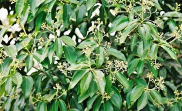 कम लागत में शुरू करें तेज पत्ता की खेती, एक बार पौधे लगाकर सालों तक होगी शानदार कमाई