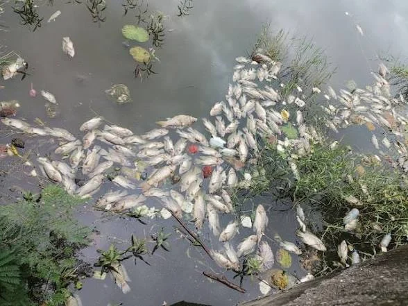 Breaking News: भोपाल में 48 घंटे के भीतर 5 लाख से ज्यादा मछलियां मरीं, तालाबों की हालत ने बढ़ाई प्रशासन और विशेषज्ञों की चिंता