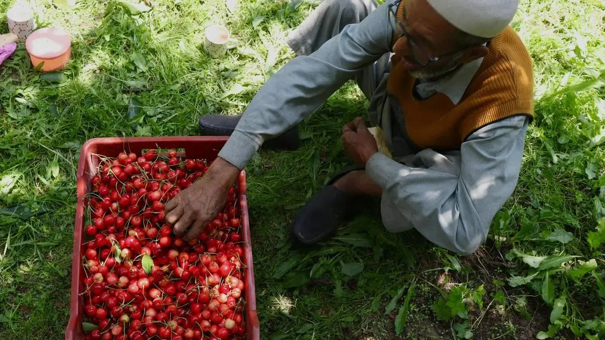 कश्मीर चेरी निर्यात को मिली रफ्तार, 111 टन से ज्यादा खेप पहुंची देशभर के बाजारों में
