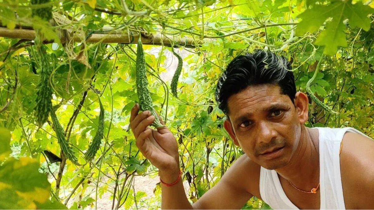 करेला की स्मार्ट खेती से बदली किसान की किस्मत, ₹15000 लगाकर कमा रहे लाखों का मुनाफा