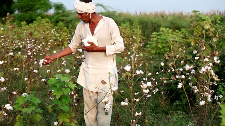 हरियाणा के कपास किसानों को ₹4,000 तक सब्सिडी, जानें आवेदन और बिल अपलोड करने की पूरी प्रक्रिया