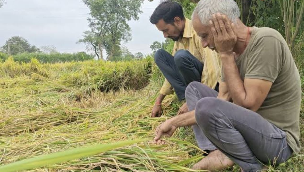 धमतरी में बाढ़ से 4000 हेक्टेयर धान डूबा, फसल बीमा के बावजूद किसानों को राहत नहीं मिलने से बढ़ी चिंता